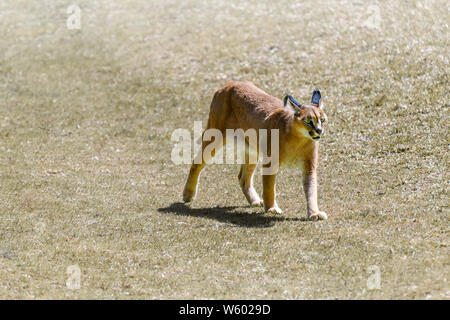 Caracal, African lynx, (Caracal caracal) walking in field. Beautiful wild cat in nature habitat, Felis caracal. Wildlife scene from nature. Stock Photo