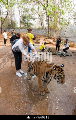 Woman is washing the Tiger at Buddhist and Tourist interacting with Tigers at the Tiger Temple in Kanchanaburi, Northern Thailand, Stock Photo