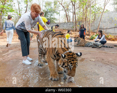 Woman is washing the Tiger at Buddhist and Tourist interacting with Tigers at the Tiger Temple in Kanchanaburi, Northern Thailand, Stock Photo