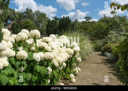 Large white Annabelle hydrangeas (Hydrangea arborescens) flowering in the flower gardens at Loseley Park, Surrey, UK Stock Photo