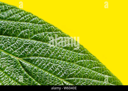 Textured surface of viburnum rhytidophyllum green leaf with a lot of veins on a yellow background. Srub or bush for gargen decoration. Stock Photo