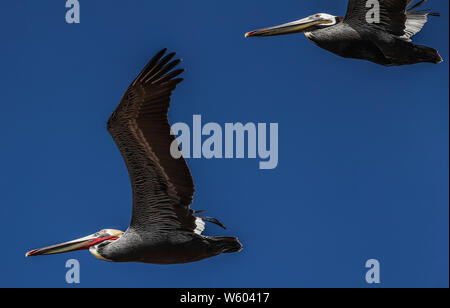 Pelicano, Pelicanos volando en el cielo azul sobre el Colorado, Sonora Mexico. 28 dic 2007.(Foto: Luis Gutierrez /NortePhoto.com)  zona costera, costa, golfo de california, Mar de Cortez, especies, ave, bird, migration, pelican Stock Photo