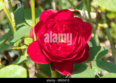 Darcey Bussell variety of English Shrub Rose bred by David Austin. Close-up of a crimson-pink flower or bloom. Rosa Ausdecorum. Stock Photo