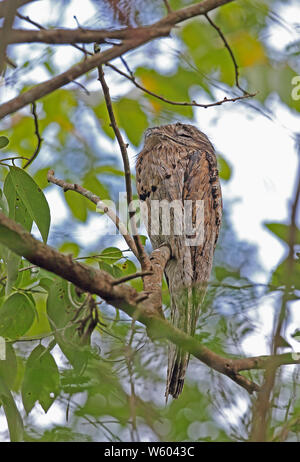 Northern Potoo (Nyctibus jamaicensis) adult at daytime roost  Rocklands, Jamaica       December Stock Photo