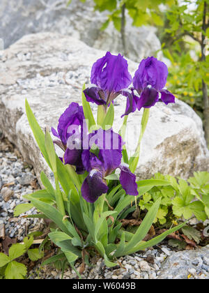 Closeup of a dwarf iris (Iris pumila) in front of a small rock Stock Photo