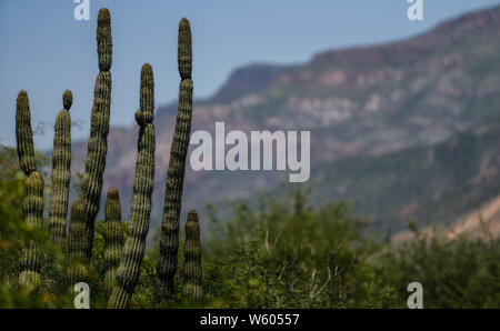 Granados, Sonora, Mexico. Sierra Alta. Sierra Madre Occidental. Pueblo.  Pithaya, pitaya, cactus.(Foto: LuisGutierrez/NortePhoto.com) Stock Photo