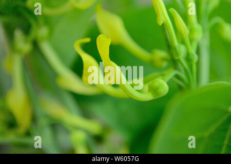Close up of European-birthwort, poison weed, Aristolochia clematitis Stock Photo
