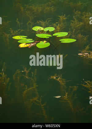 Water plants growing in a small pond, yellow water-lily (Nuphar lutea), Myriophyllum Stock Photo