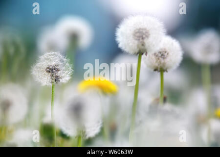 Field with dandelions and blue sky Stock Photo