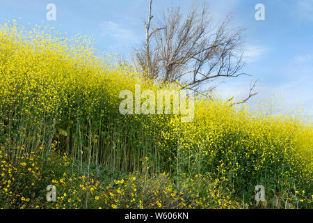 An abundance of bright yellow flowers surround a dead eucalyptus tree in the pocket wetlands at the Bolsa Chica Ecological Reserve in springtime. Stock Photo