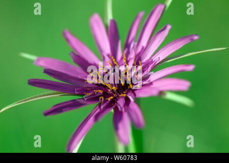 Salsify's (tragopogon pratensis) eight long sepals taper to points beyond purple ray-florets (petals); yellow pollen displays on dark-purple anthers. Stock Photo