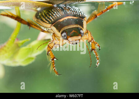 Great Diving Beetle under the water, Dytiscus marginalis, female, Sussex, UK, July Stock Photo