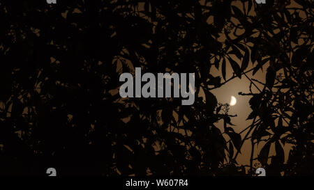 Leaves of the wine and the moon in the night Stock Photo