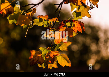Fall colors Stock Photo