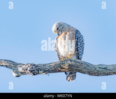 Red shouldered hawk sitting on a branch staring down Stock Photo