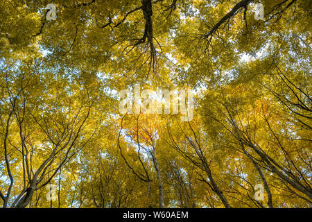 Looking up the trees in autumn forest. Nature fall background Stock Photo