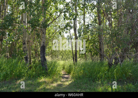 Pathway entrance to forest grove with sun rays. Stock Photo