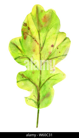 Watercolor autumn oak leaf. One fallen green leaf with yellow, orange, green, brown, ocher, red drops and splashes of color. Isolated object on white Stock Photo