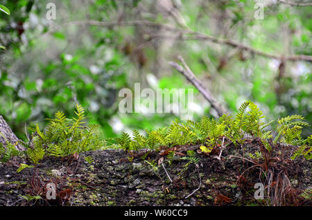 Close up of little, bright green fiddle fern leaves sprouting from rough, moss covered dark brown bark against the blurred natural background of fores Stock Photo