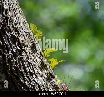 Close up of little, bright green fiddle fern leaves sprouting from rough, lichen spotted dark brown bark of a tree against the blurred natural backgro Stock Photo
