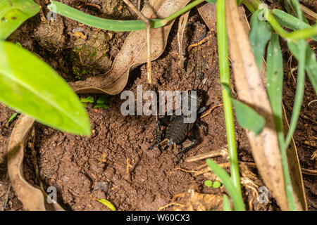 African field cricket (Gryllus bimaculatus) from above, taken in Nanyuki, Kenya. Stock Photo