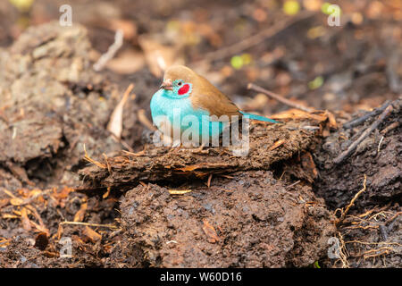 Red-cheeked cordon-bleu bird (Uraeginthus bengalus) pirched on ground in profile, Nanyuki, Kenya. Red-cheeked cordon-bleu bird (Uraeginthus bengalus) pirched on ground in profile, Nanyuki, Kenya.