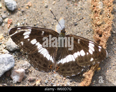 A white admiral butterfly (Limenitis Camilla) rests with open wings on the ground in a forest track.  Bedgebury Forest, Kent, UK. Stock Photo