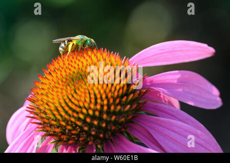 A Bicolored Striped Sweat Bee collects pollen from an echinacea flower in a public garden in Toronto, Ontario's Greektown neighbourhood. Stock Photo