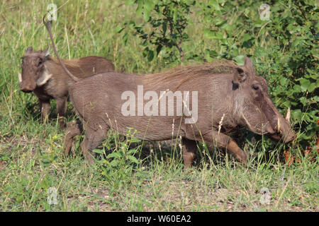 Warzenschwein / Warthog / Phacochoerus africanus Stock Photo