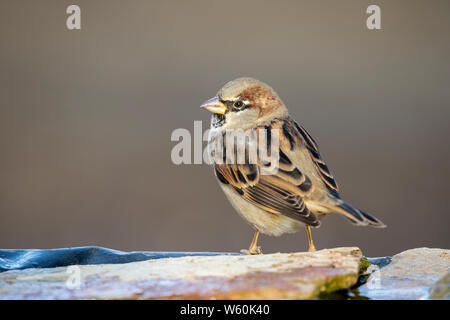 Homemade sparrow (Passer domesticus) perched on a rock. Stock Photo