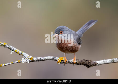 Dartford warbler, (Sylvia undata), perched on a branch of a tree. Spain
