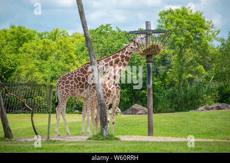 Tampa Bay , Florida. July 12, 2019. Giraffes eating on green meadow at Busch Gardens Stock Photo
