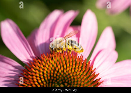A worker European honey bee, Apis mellifera Linnaeus, covered in pollen from a coneflower, Echinacea, in Lower Austria Stock Photo