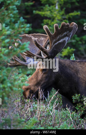 Bull moose portrait closeup in green pine forest Stock Photo