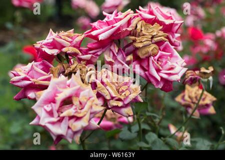A dying Rosa 'Timeless' hybrid tea rose. Stock Photo