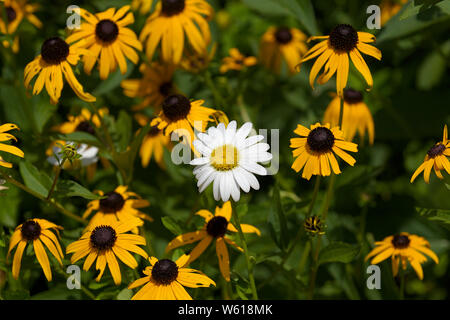 single white daisy among black eyed Daisies Stock Photo