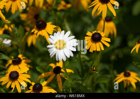 single white daisy among black eyed Daisies Stock Photo