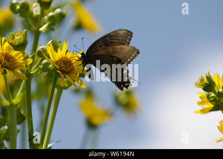 Black Morph Eastern Tiger Swallowtail on Maximillian sunflower Stock Photo
