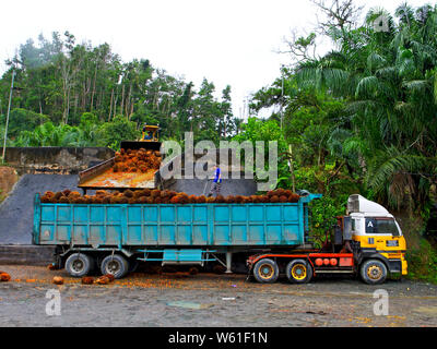 Loading of a palm fruit truck in Sabah, Malaysia. Stock Photo