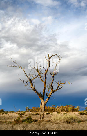 Solitary dead Eucalyptus tree in a semi-arid landscape after a light shower of rain has passed. Stock Photo