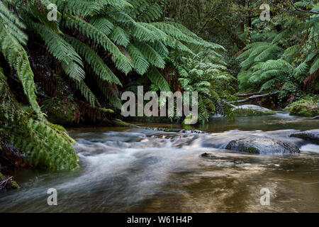 The Toorongo River is winding its way through a lush green landscape, surrounded by tree ferns and mountain forests. Stock Photo