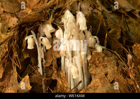 Indian pipe (Monotropa uniflora), Wells State Park, Massachusetts Stock Photo