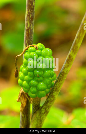 Jack-in-the-pulpit (Arisaema triphyllum) along Mill Pond Trail, Wells State Park, Massachusetts Stock Photo