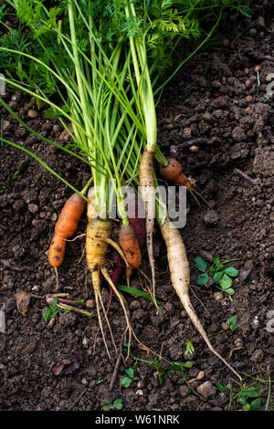 Carrots from small organic farm. Woman Multi colored carrots in a garden. Stock Photo