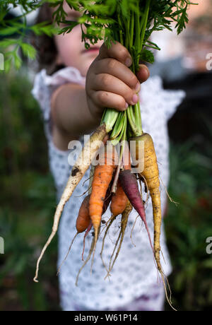 Carrots from small organic farm. Kid farmer hold multi colored carrots in a garden. Concept for bio agriculture. Stock Photo