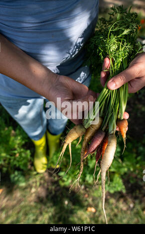 Carrots from small organic farm. Woman farmer hold multi colored carrots in a garden. Concept for bio agriculture. Stock Photo