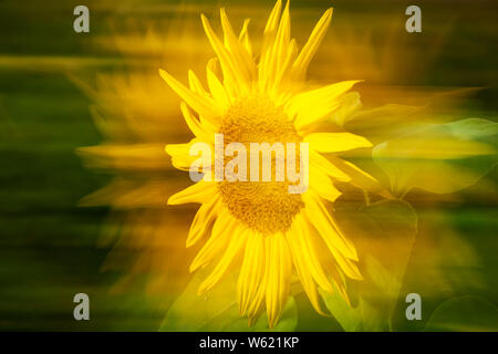 Closeup with side shifted double exposure of a sunflower (lat: Helianthus annuus) in the sidelight. Stock Photo