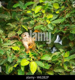 A cute squirrel monkey (Saimiri) eating fresh berries in the tropical Amazon rainforest, Yasuni national park, Ecuador, South America. Stock Photo