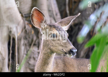 CLoseup portrait of Female mule deer (Odocoileus hemionus), looking to the side, named for its ears, which are large like those of the mule. Stock Photo