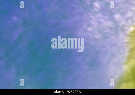 Abstract blurred fur background . Effect  blue and yellow Stock Photo